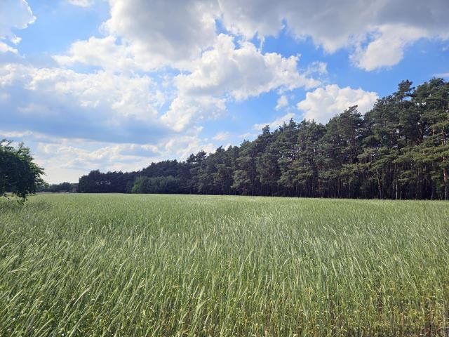 Działka budowlana na sprzedaż Chorzemin  12 500m2 Foto 3