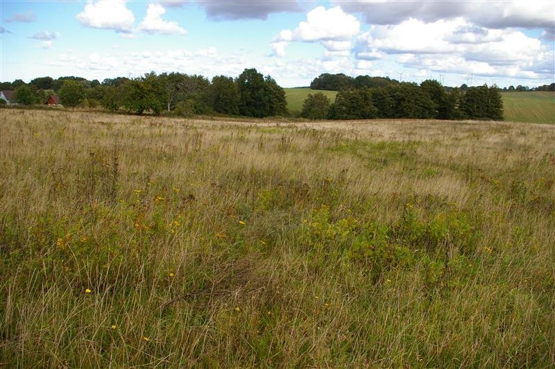 Działka budowlana na sprzedaż Zakrzewo, Zakrzewo  4 300m2 Foto 12