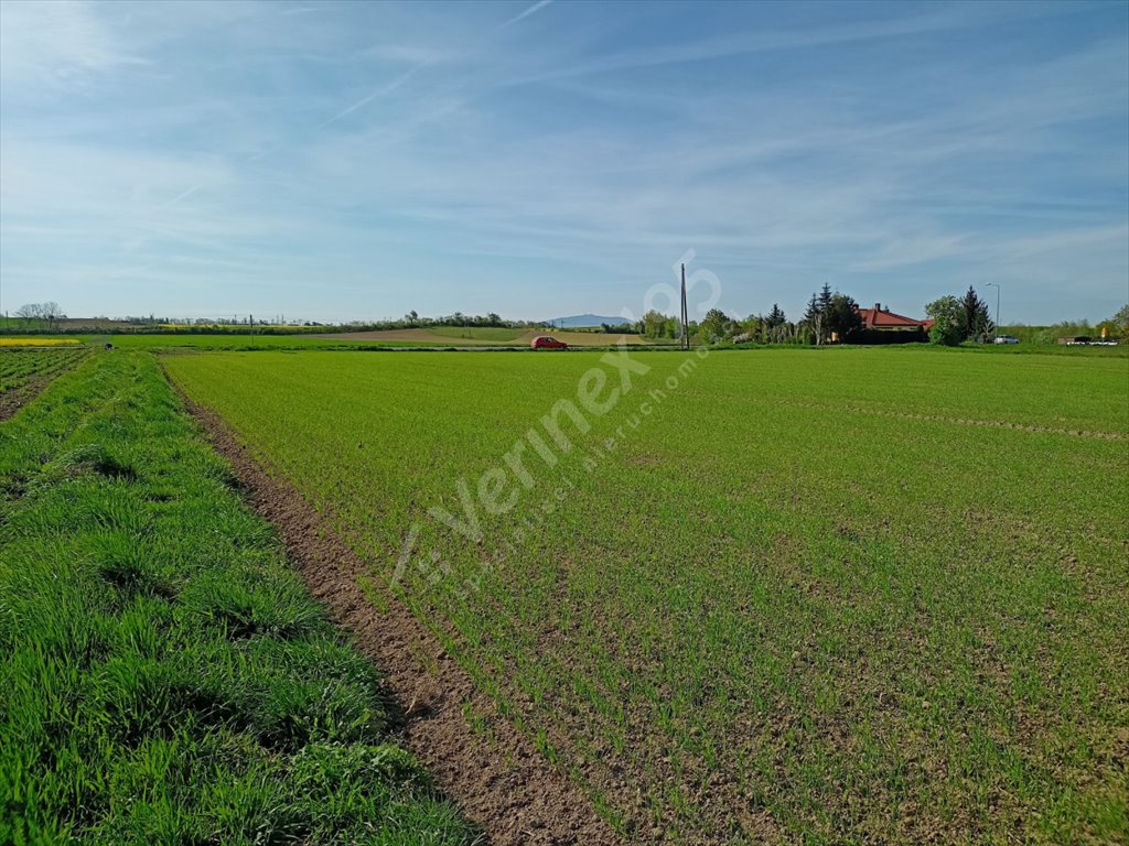 Działka rolna na sprzedaż Sokolniki  3 000m2 Foto 2