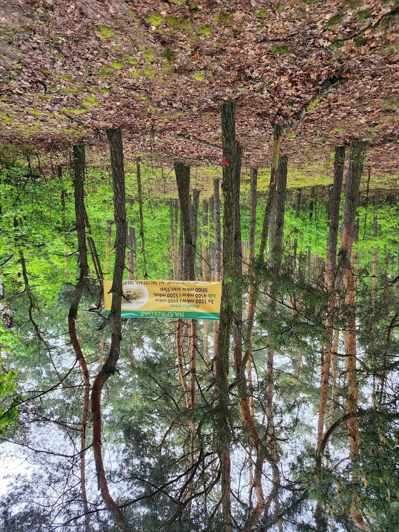 Działka leśna na sprzedaż Stare Babice, Borzęcin Duży  3 200m2 Foto 7