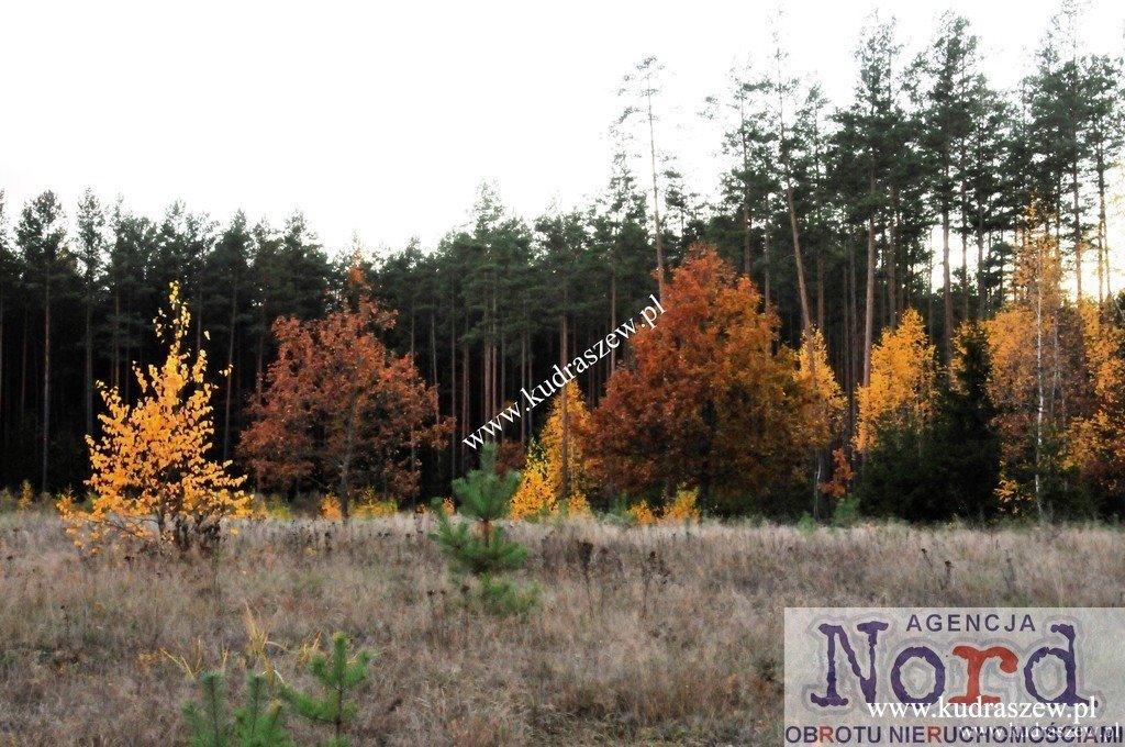 Działka 1502 m² pod zabudowę w Płaskiej z lasem Płaska  1 502m2 Foto 1