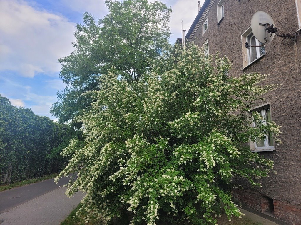 Mieszkanie dwupokojowe na sprzedaż Wrocław, Gaj, Gaj, Borowska  42m2 Foto 11