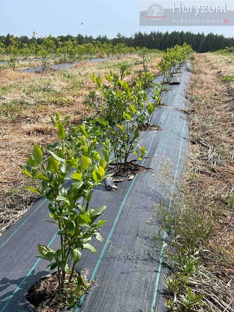 Działka inwestycyjna na sprzedaż Chociwel  500 000m2 Foto 5