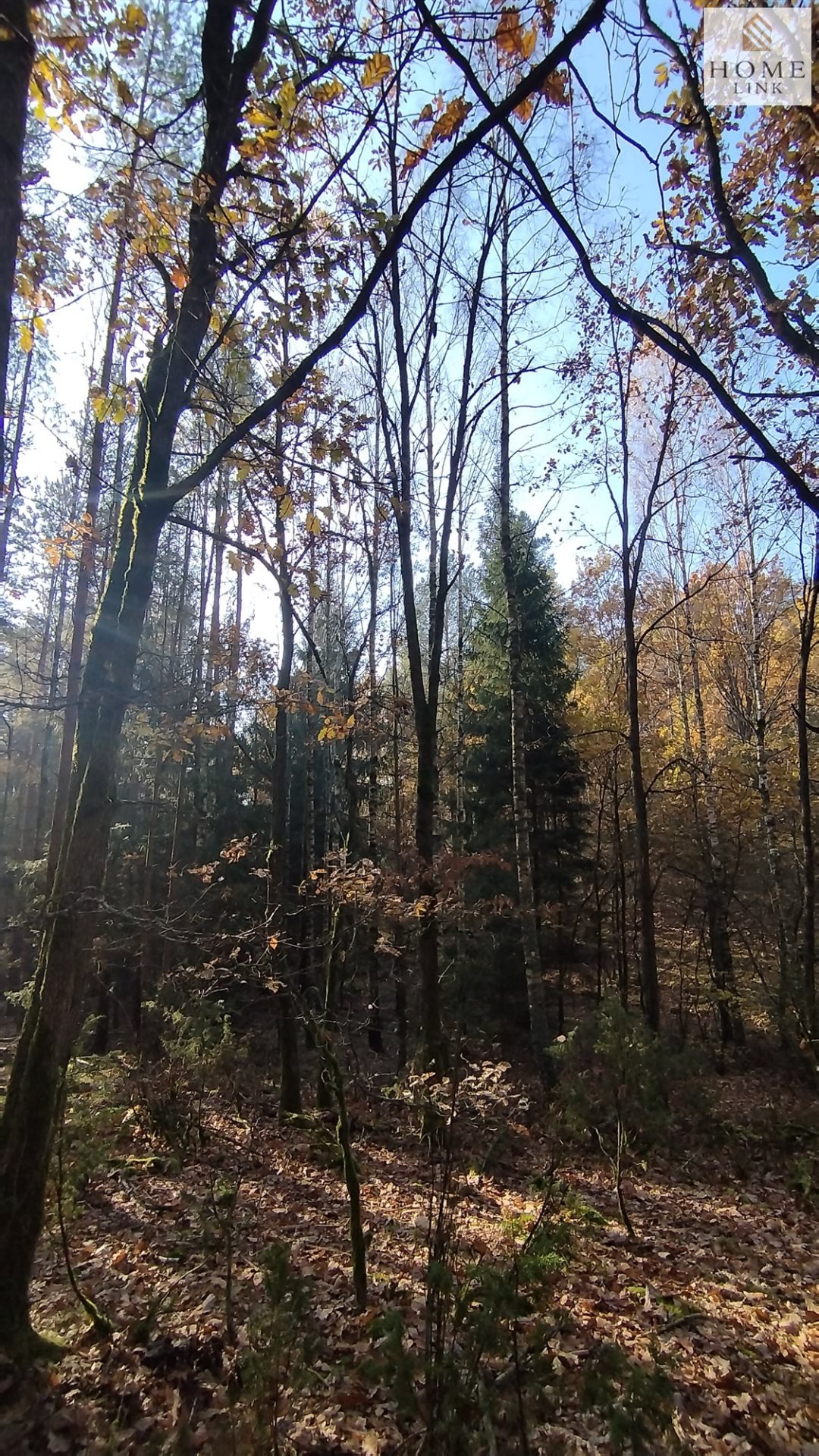 Działka leśna na sprzedaż Gryźliny  4 900m2 Foto 3