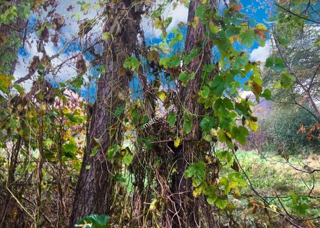 Działka budowlana na sprzedaż Podkowa Leśna  3 239m2 Foto 1