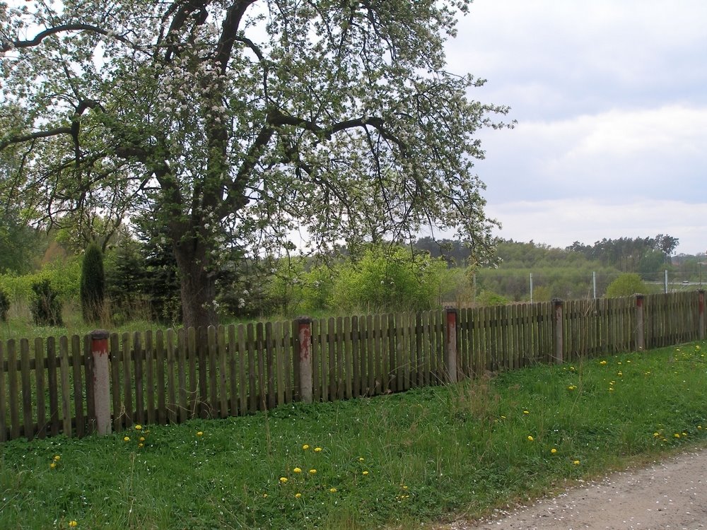 Działka budowlana na sprzedaż Kikorze  3 044m2 Foto 8