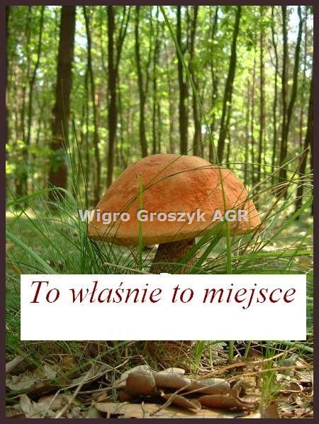 Działka 3076 m² pod Warszawą z mediami i lasem Stanisławów  3 076m2 Foto 1