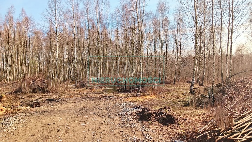 Działka leśna z prawem budowy na sprzedaż Jaktorów  8 700m2 Foto 7