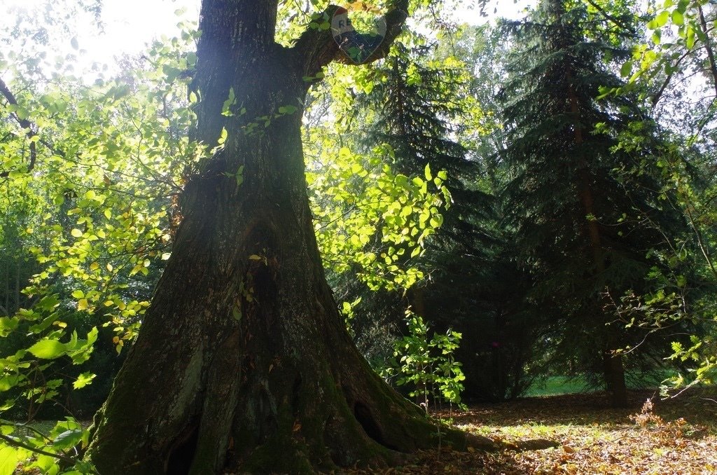 Lokal użytkowy na sprzedaż Kolonia Paplin  1 020m2 Foto 20