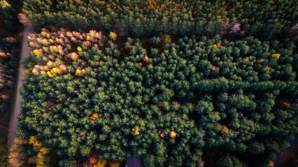 Działka inna na sprzedaż Wodzierady  2 617m2 Foto 3