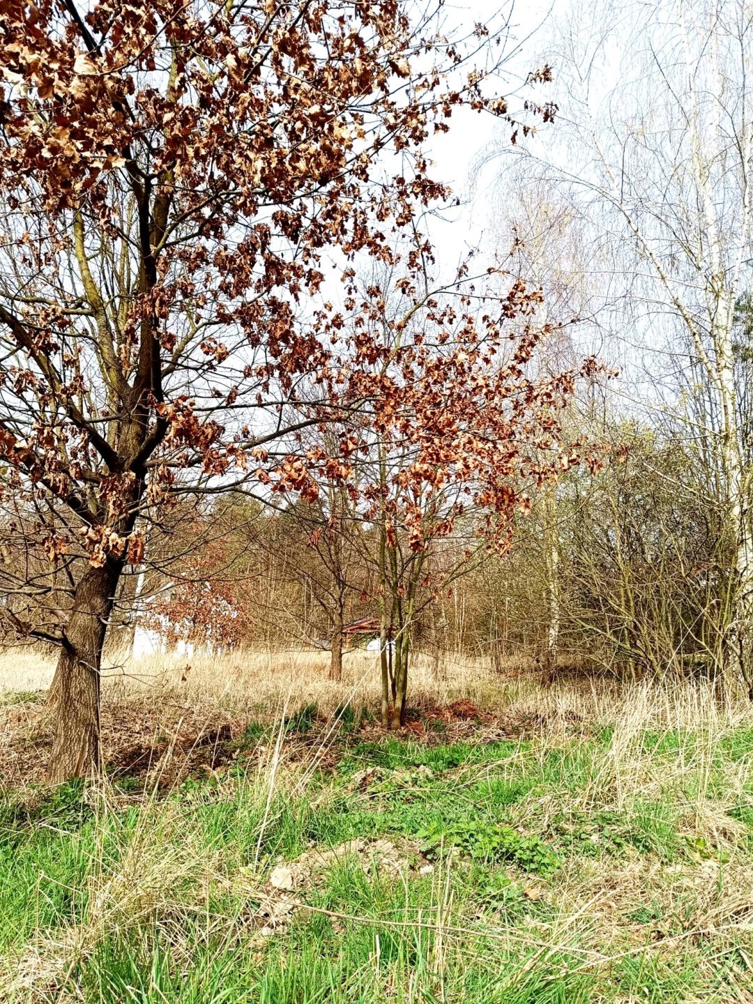 Działka budowlana na sprzedaż Lipiany  800m2 Foto 6