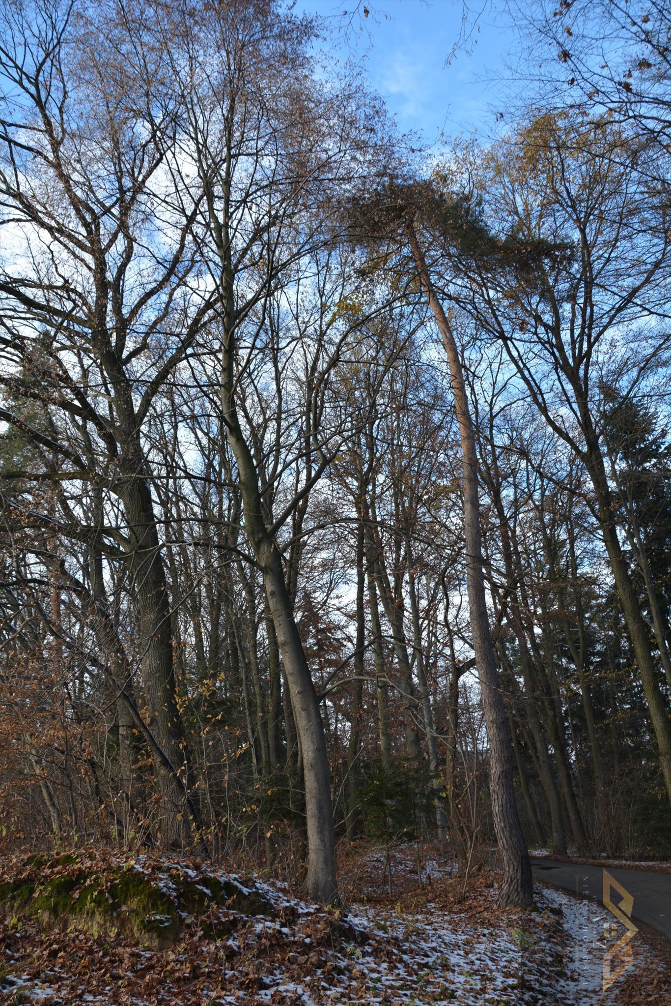 Działka leśna na sprzedaż Olszyny  6 200m2 Foto 5