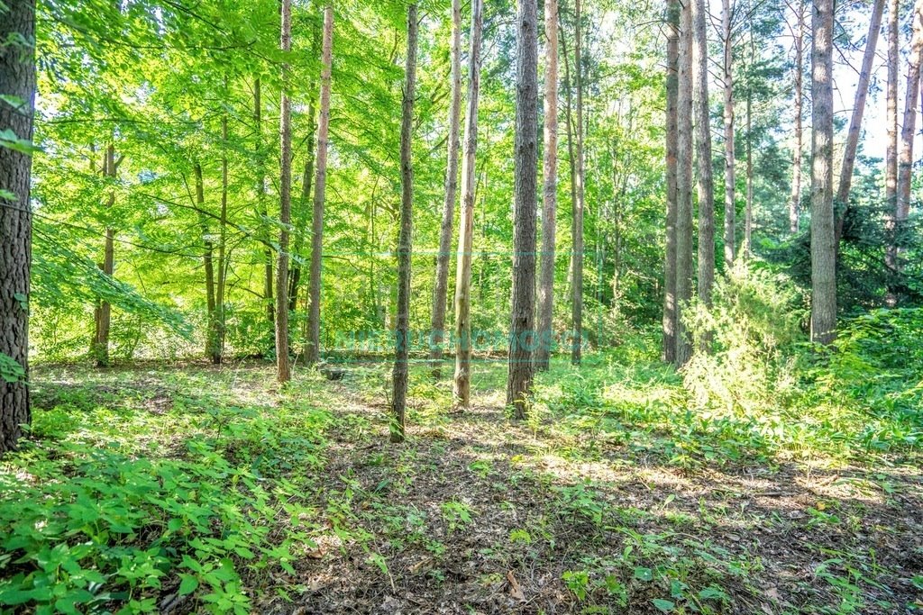 Działka leśna z prawem budowy na sprzedaż Jaktorów  8 700m2 Foto 3