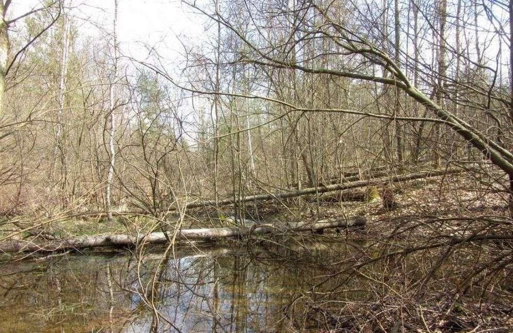 Działka 1,5 ha z domem do remontu i strumykiem - Stąporków Stąporków  15 000m2 Foto 1
