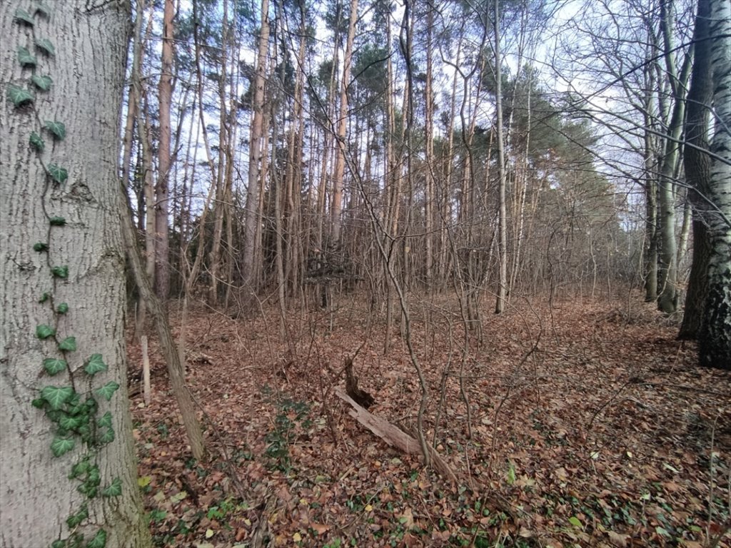 Działka budowlana na sprzedaż Tuszyn, Rydzynki, Sadowa  1 500m2 Foto 5