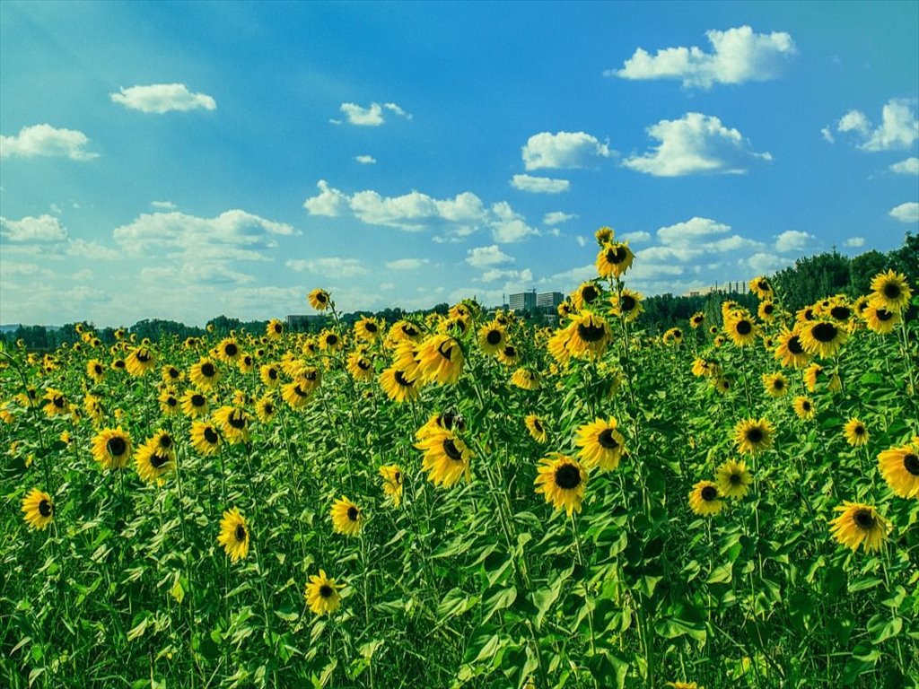 Działka gospodarstwo rolne na sprzedaż Krzywa  8 000m2 Foto 2