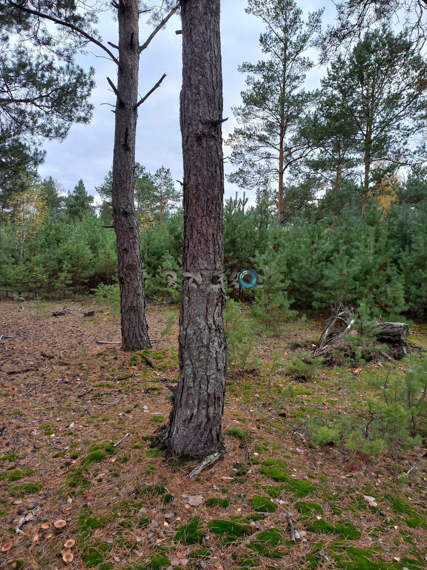 Działka budowlana na sprzedaż Michałów-Reginów, Lisia  2 500m2 Foto 12