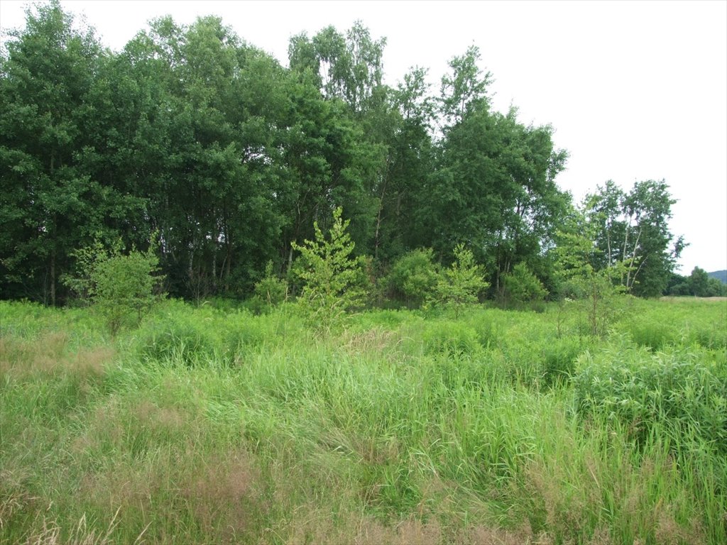 Działka budowlana na sprzedaż Przeginia Narodowa, Przeginia Narodowa  2 700m2 Foto 3