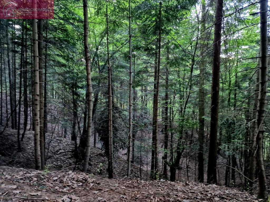 Działka leśna na sprzedaż Ostrusza  2 745m2 Foto 6