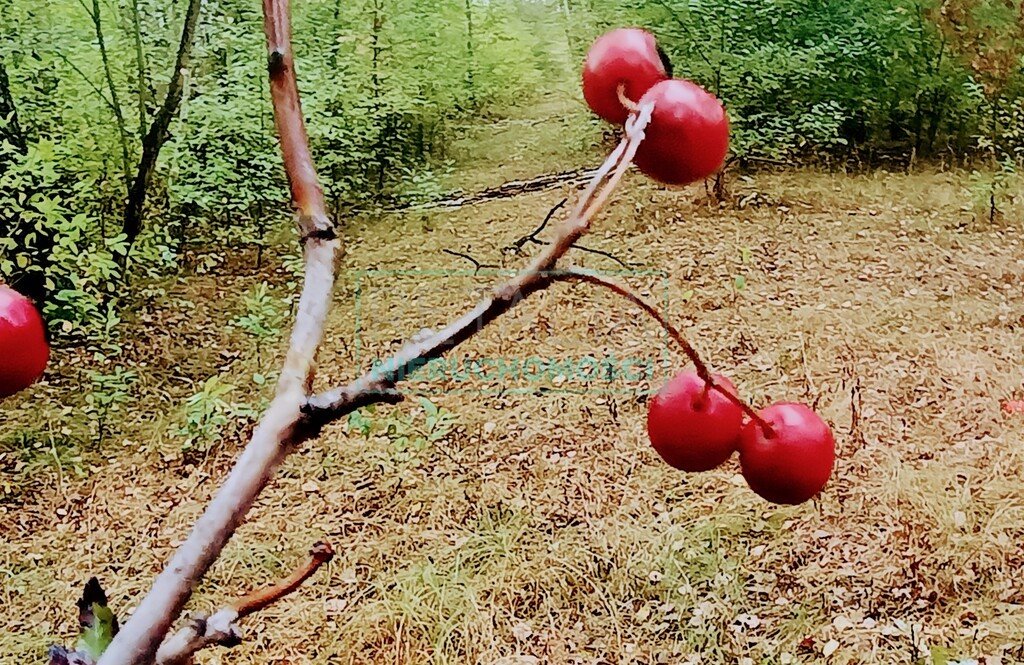 Działka budowlana na sprzedaż Nowa Bukówka  24 600m2 Foto 10