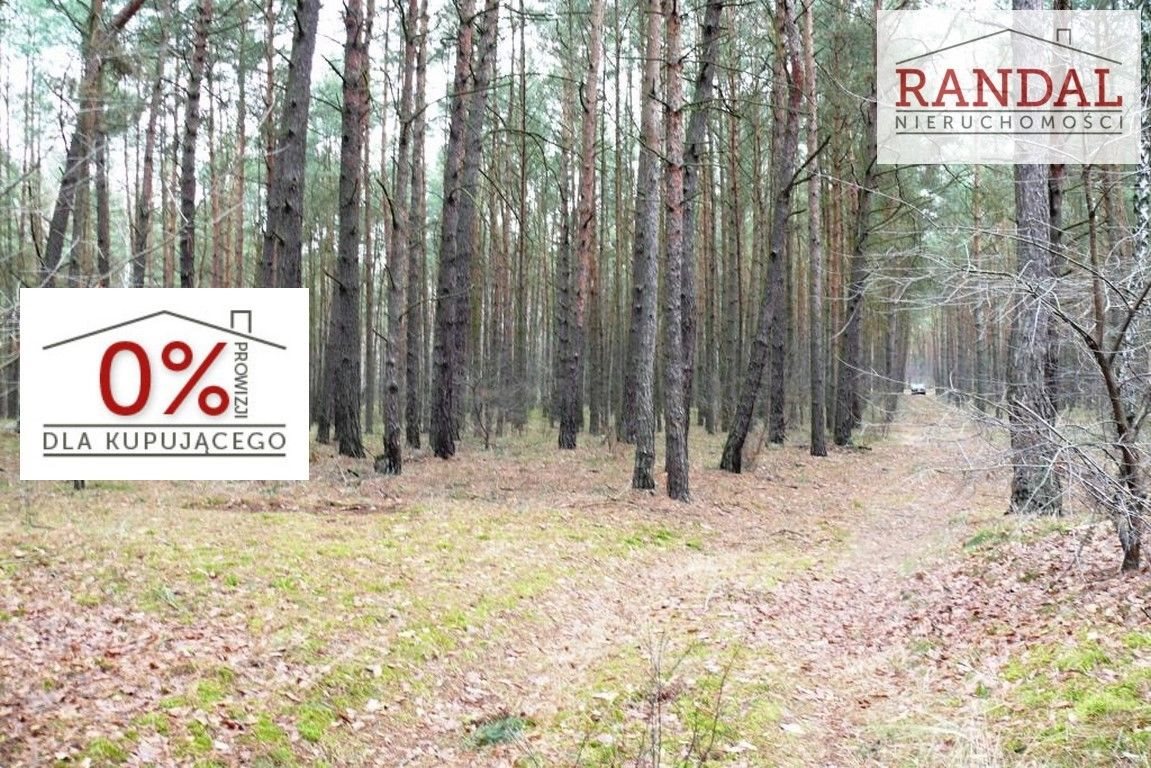 Działka 10,7 ha z lasem i młodnikiem - 45 min od Poznania Młodzikówko  107 010m2 Foto 1