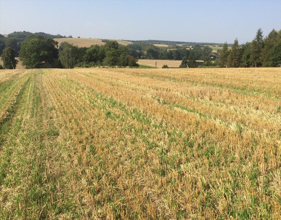 Do sprzedania działka budowlana 1553 m² z dostępem do asfaltu Grzegorzowice Wielkie  1 553m2 Foto 1