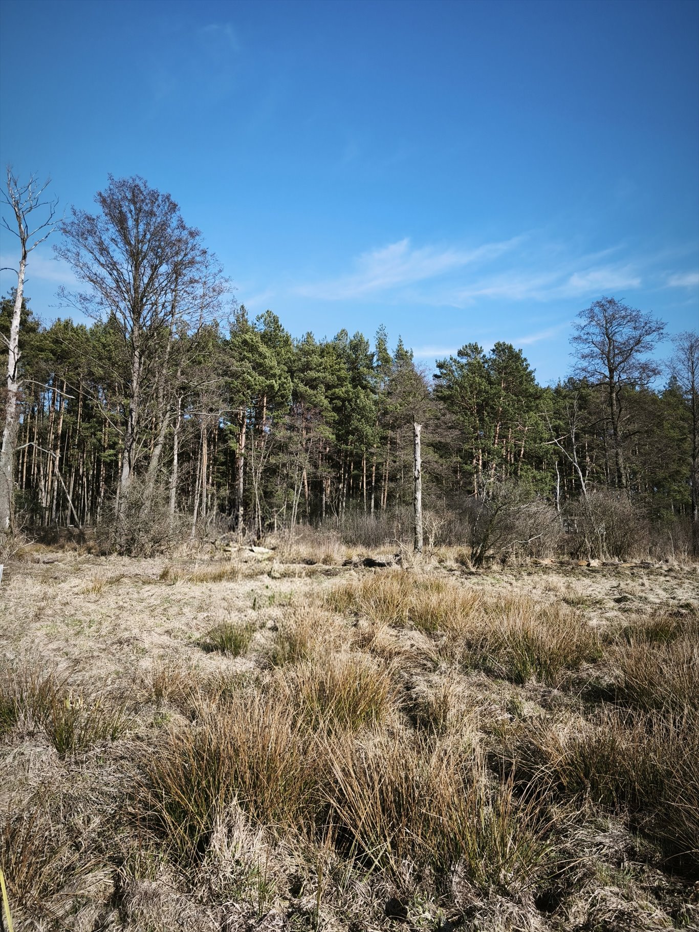 Działka 4100 m² z warunkami zabudowy, las, rzeka, 35 min do Warszawy Borucza  4 100m2 Foto 1