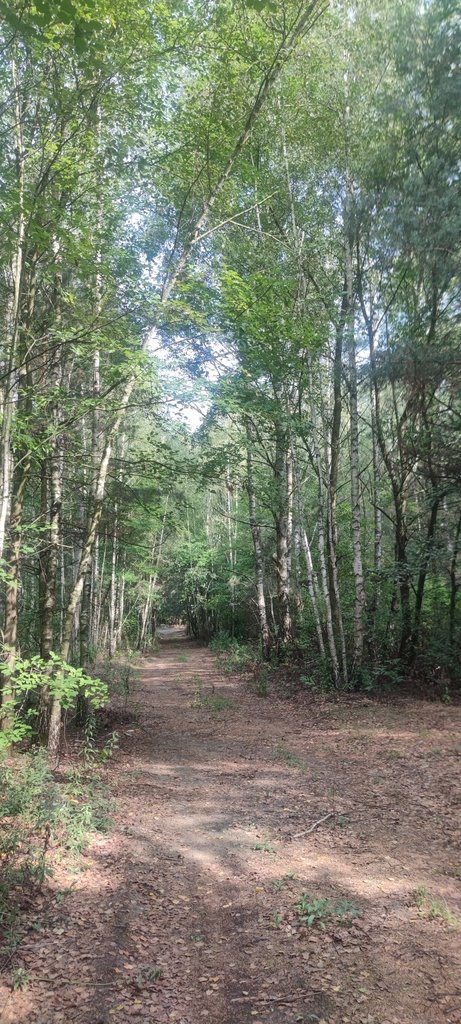 Działka 3000 m² pod inwestycję w Borzęcinie Dużym polecam Borzęcin Duży, Spacerowa  3 000m2 Foto 1