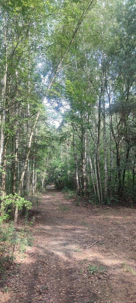 Działka rolna na sprzedaż Borzęcin Duży, Spacerowa  3 000m2 Foto 1