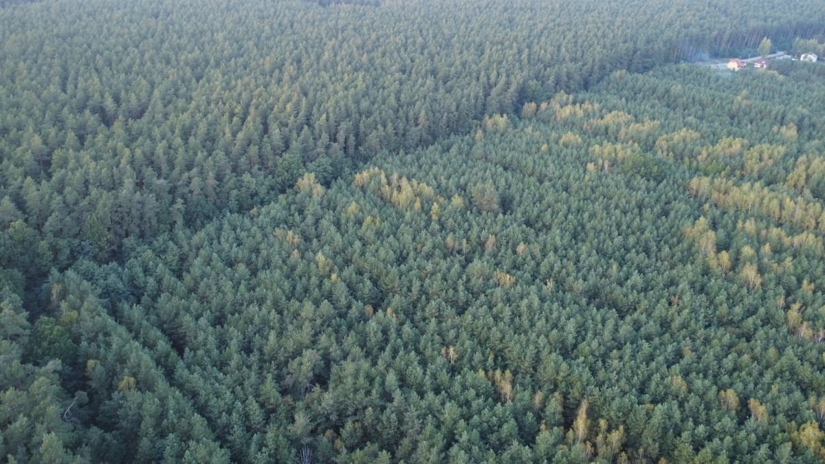 Działka budowlana na sprzedaż Trzcianka  25 988m2 Foto 7