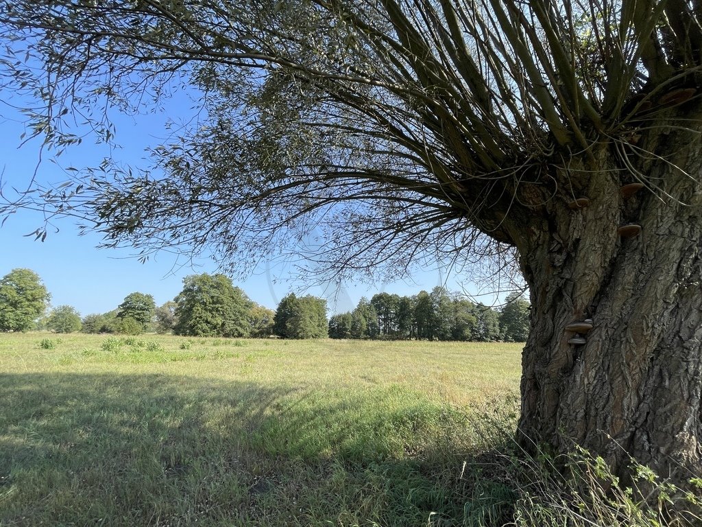 Działka budowlana na sprzedaż Helenów  9 569m2 Foto 2