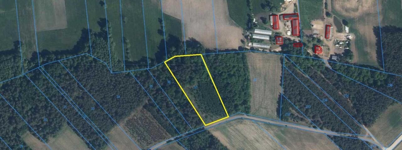 Las na sprzedaż 8 000 m2 w Starym Cydzynie, 10,5 zł/m2 Stary Cydzyn  8 000m2 Foto 1