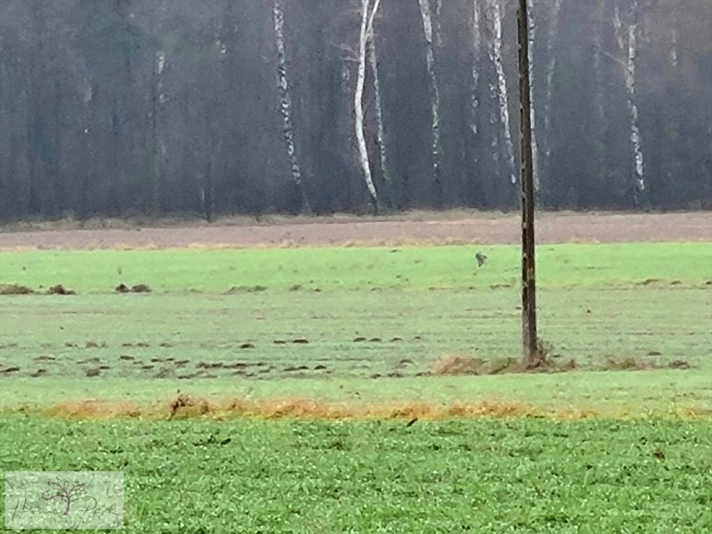 Działka budowlana na sprzedaż Gajówka, Gajówka  4 500m2 Foto 16