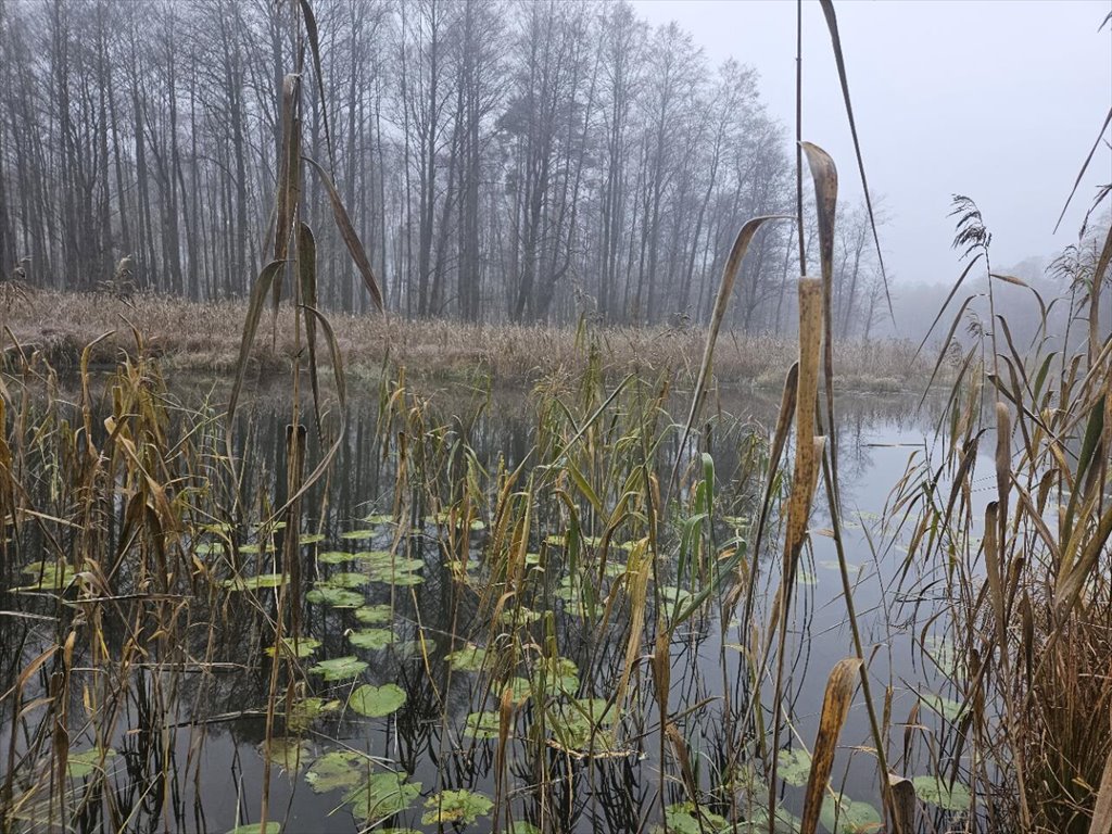 Działka rolna na sprzedaż Koczek  19 500m2 Foto 1