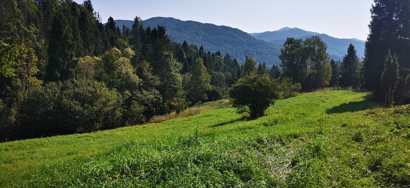 Działka budowlana na sprzedaż Kalnica  5 000m2 Foto 12