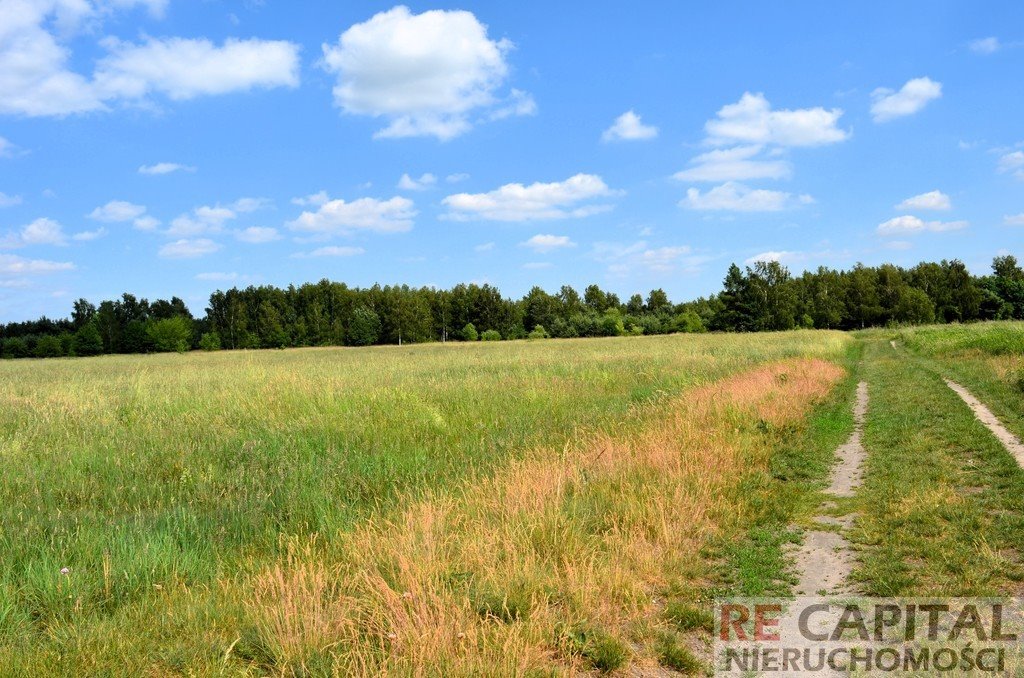 Działka rolna na sprzedaż Wojcieszyn  3 831m2 Foto 3