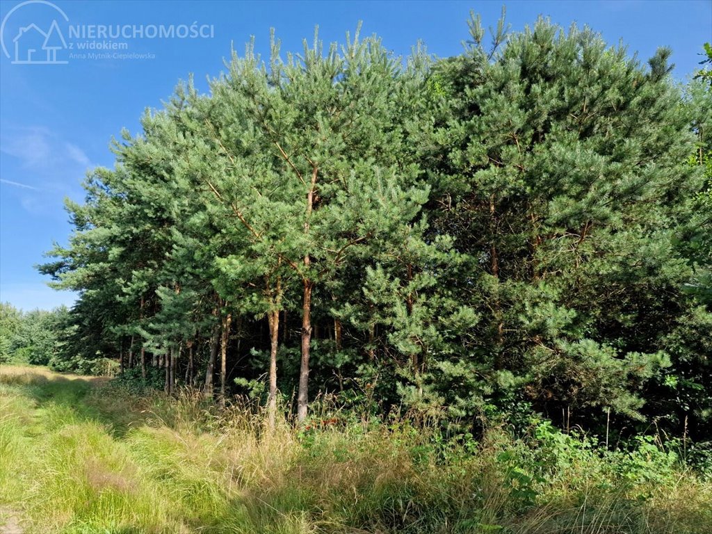 Działka rolna na sprzedaż Zaborów  5 300m2 Foto 2