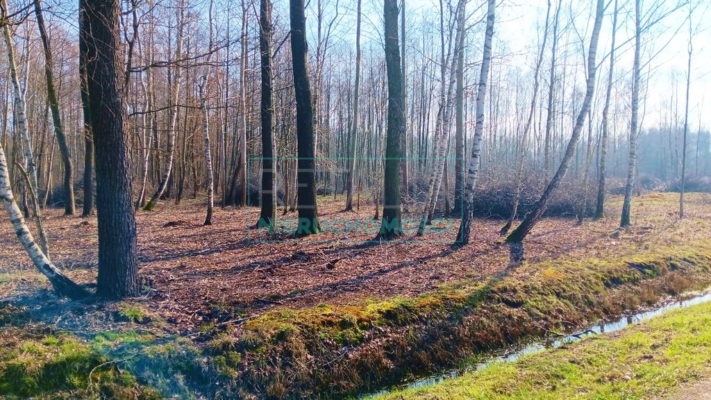 Działka leśna z prawem budowy na sprzedaż Jaktorów  8 700m2 Foto 20