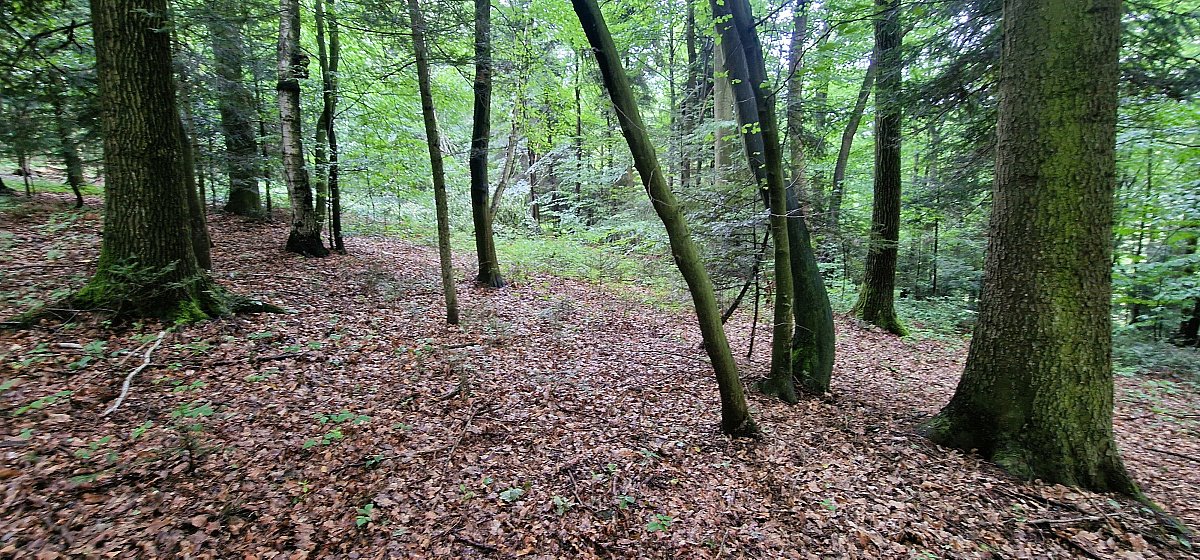 Działka leśna na sprzedaż Lubcza  1 946m2 Foto 4