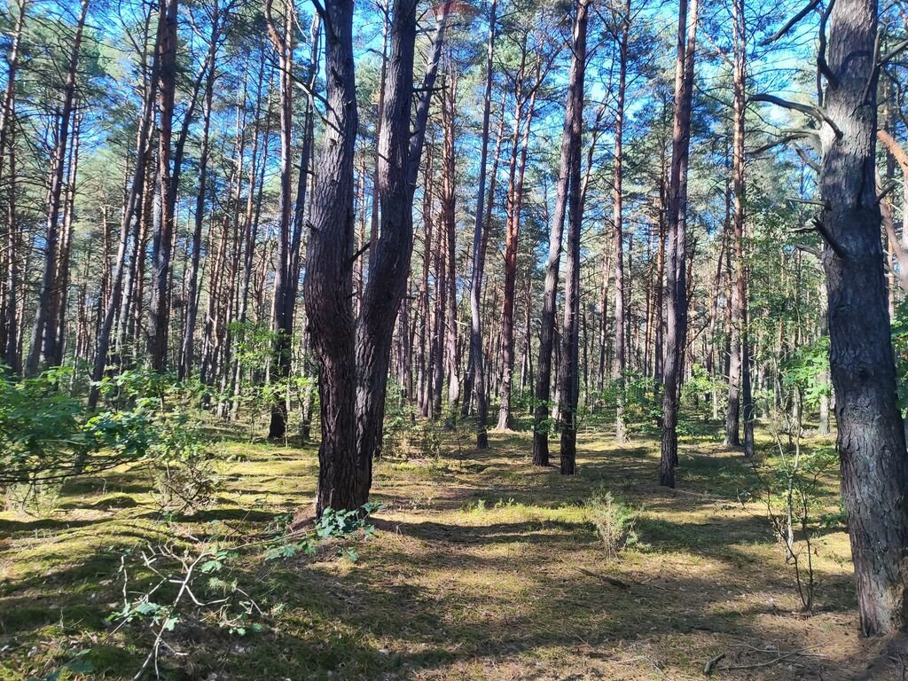 Działka rekreacyjna 2528 m² w Osiedlu Wilga – blisko natury Osiedle Wilga, Bolka i Lolka  2 528m2 Foto 1