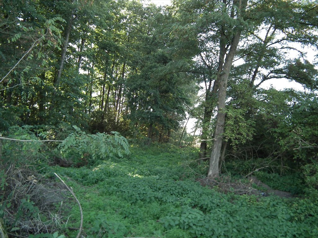 Działka siedliskowa na sprzedaż Bylice, Bylice  3 000m2 Foto 10