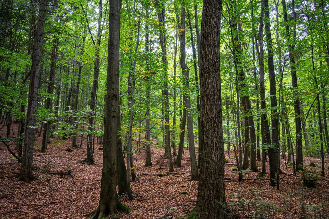 Działka leśna na sprzedaż Łęki  5 800m2 Foto 16