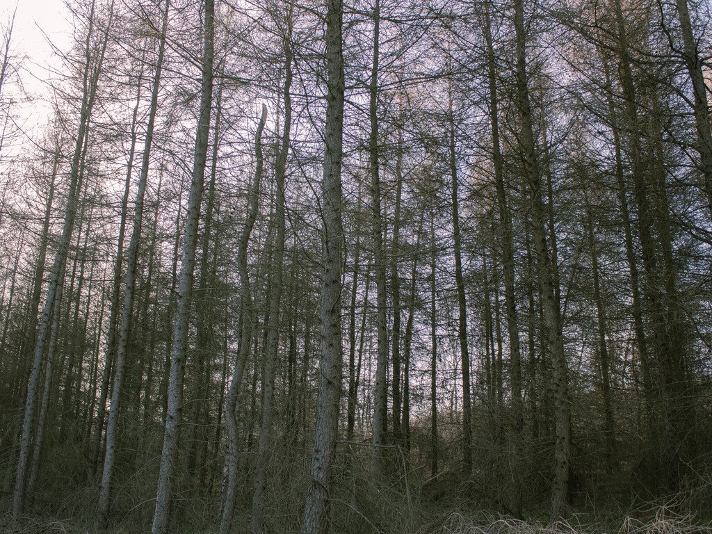 Leśna działka 1,06 ha z drzewostanem w Łopuszce Wielkiej Łopuszka Wielka  10 600m2 Foto 1