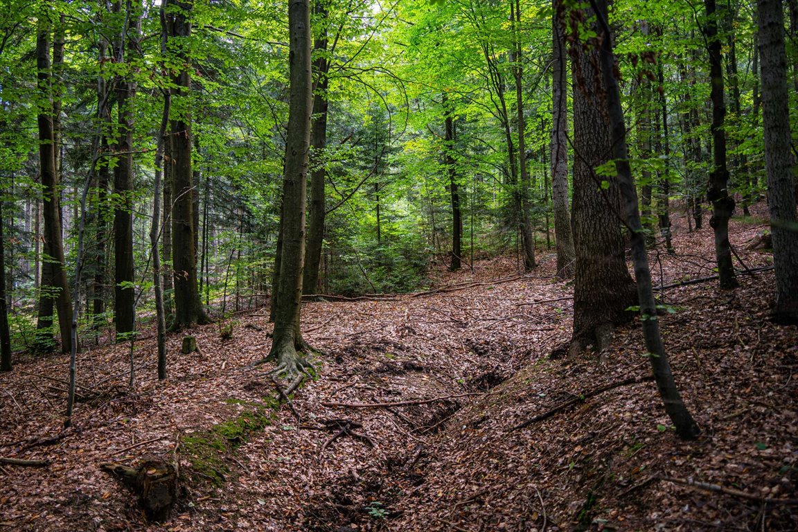 Działka leśna na sprzedaż Łęki  5 800m2 Foto 15