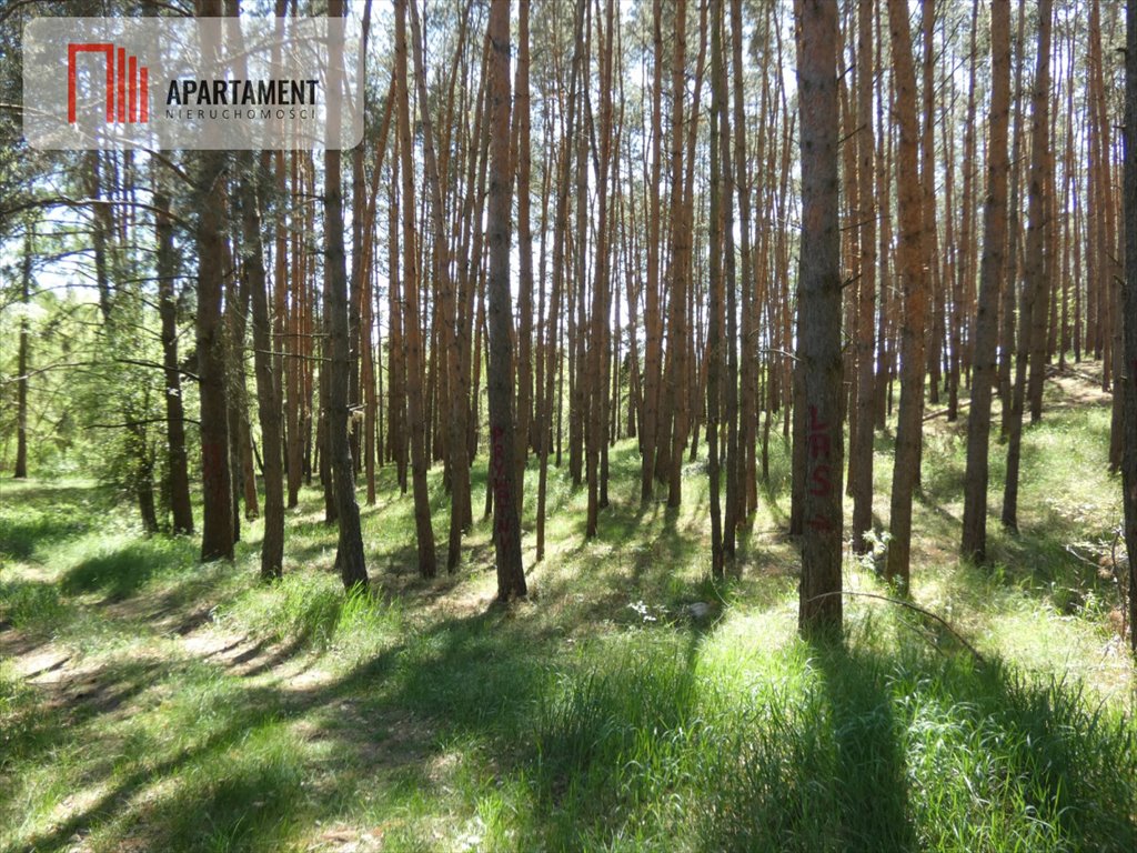 Działka leśna na sprzedaż Drewno  102 300m2 Foto 4