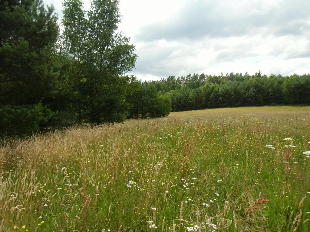 Działka inwestycyjna na sprzedaż Krępkowice  10 200m2 Foto 3