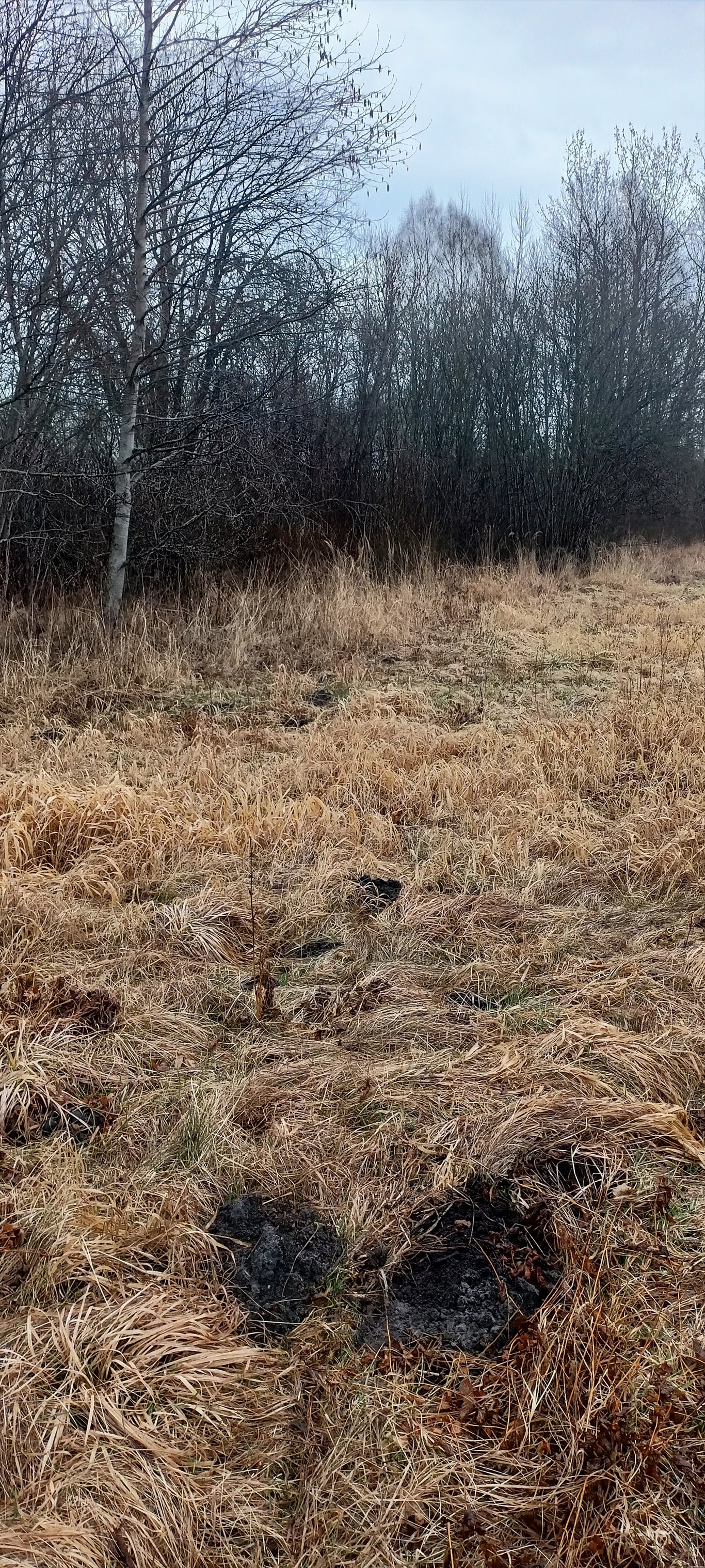 Działka 1,7ha z dostępem do drogi i mediami Białowieża  17 000m2 Foto 1