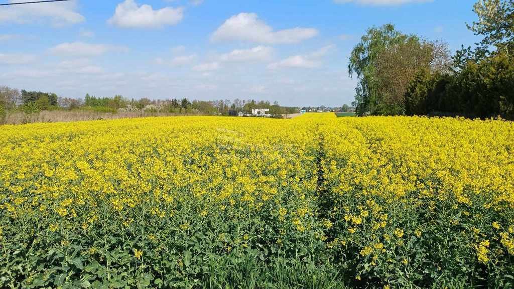 Działka budowlana na sprzedaż Jakubowice Konińskie, Akacjowa  1 011m2 Foto 5