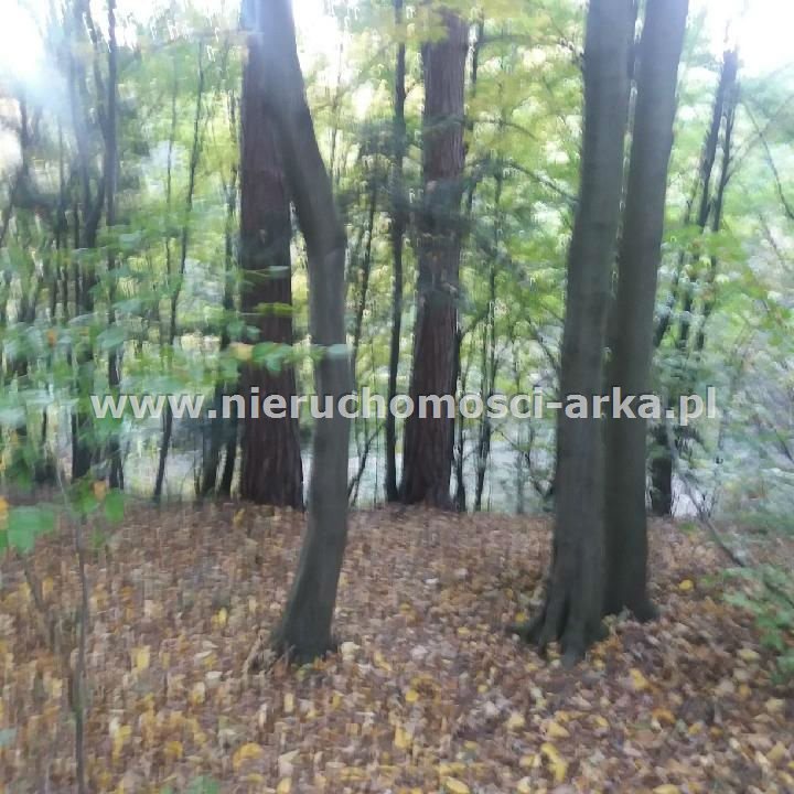 Działka leśna na sprzedaż Limanowa 3 400m2 Foto 1 Działka leśna na sprzedaż Limanowa 3 400m2 Foto 1