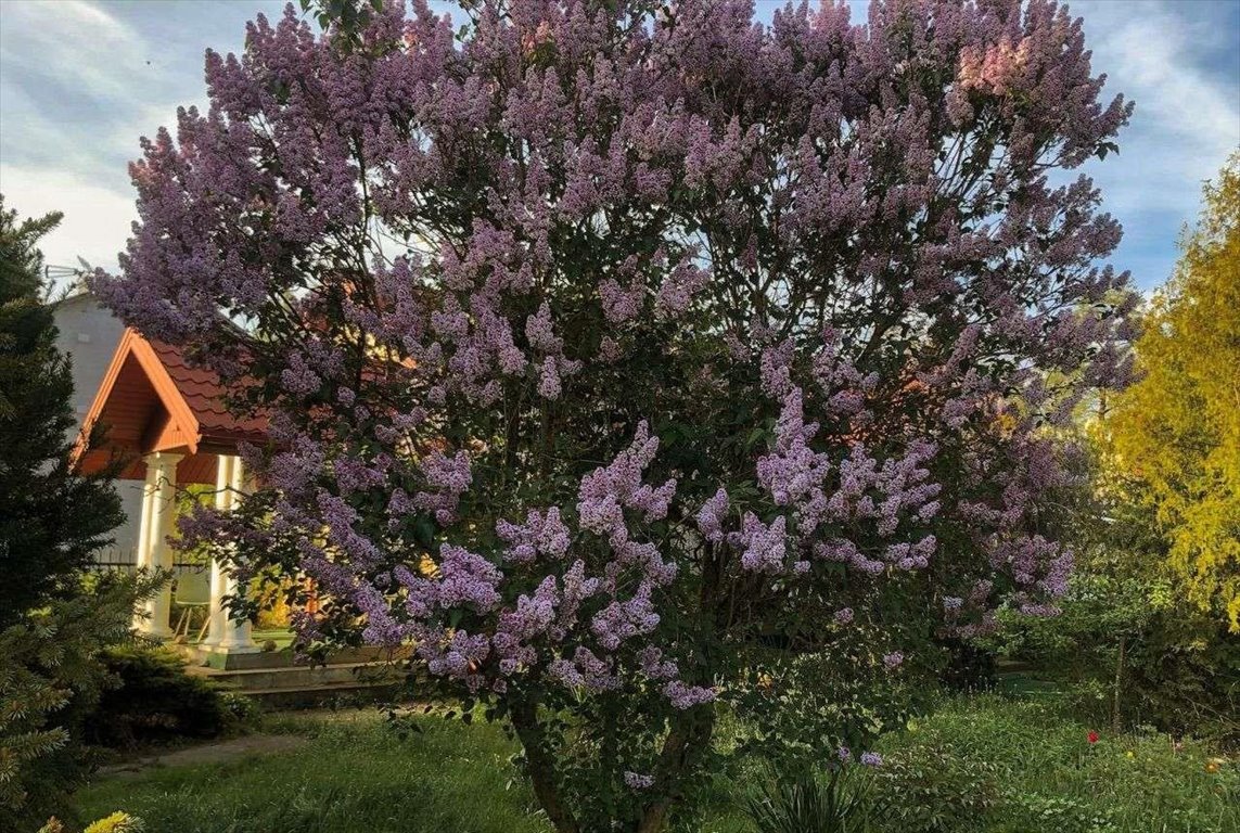 Dom na sprzedaż Wielgolas, Mińska  120m2 Foto 16